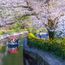 A travel agent’s guide to Japan’s cherry blossom festival