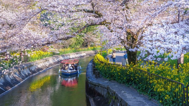 Cherry blossom timing shifts annually in response to weather patterns and in recent years, the flowers have been blooming earlier than ever.
