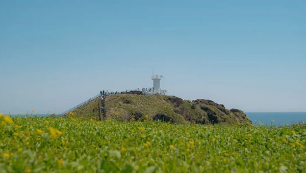 Jeju’s Seongsan Canola Fields, featured in episode two of Netflix's When Life Gives You Tangerines.