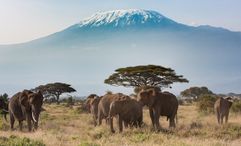 Elephants with Mount Kilimanjaro in the background. Foreign visitors to mainland Tanzania must now buy government travel insurance, even if they already have personal cover.