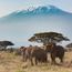 Heading to Tanzania? Government insurance is now compulsory