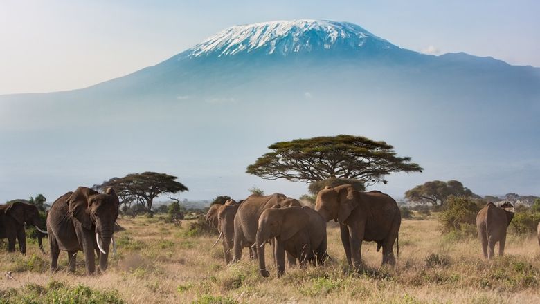 Elephants with Mount Kilimanjaro in the background. Foreign visitors to mainland Tanzania must now buy government travel insurance, even if they already have personal cover.
