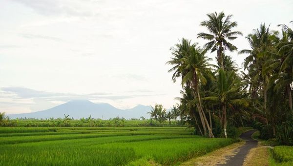 Coconut Corner Boutique Hotel & Retreats offers pristine views of Bali.