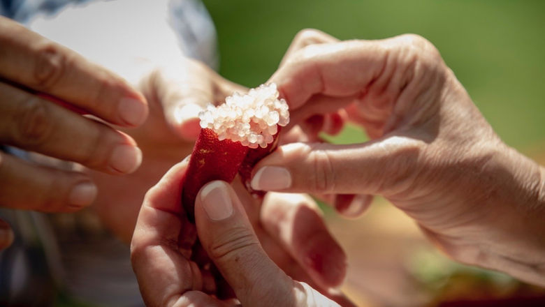 Tasting bush tucker with Dale Tilbrook Experiences, Swan Valley Western Australia.