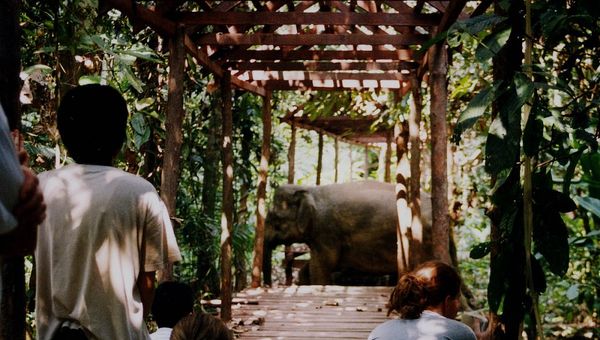 Pygmy elephants passing by Sakau Rainforest Lodge.