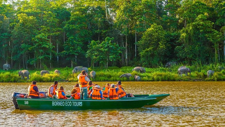 Spot pygmy elephants in their natural habitat with Borneo Eco Tours' wildlife river safari.