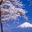 Japanese city cancels cherry blossom festival