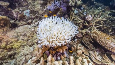 Coral bleaching on Stanley Reef, Great Barrier Reef.