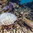Reef alert: Australia’s tourism icon under new threat