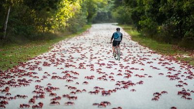 Sir David Attenborough has cited the Christmas Island red crab migration as one of the most memorable moments in his television career.