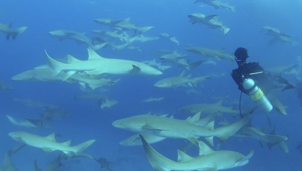 Fulidhoo Dive & Water Sports specialises in dives organised by local experts who bring travellers to spots brimming with sharks, rays and other vibrant marine life.