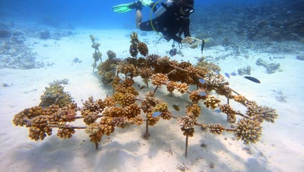 Conrad Maldives is furthering its agenda for sustainable tourism with marine conservation, waste management, community outreach and mindful meals.