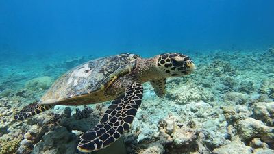 Fairmont Maldives Turtle Rangers programme educates guests on tracking and protecting turtle nests, collecting scientific photo ID data on turtles, and helping baby turtles take their first steps from the beach to the ocean.