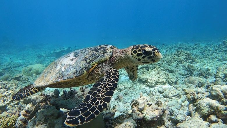 Fairmont Maldives Turtle Rangers programme educates guests on tracking and protecting turtle nests, collecting scientific photo ID data on turtles, and helping baby turtles take their first steps from the beach to the ocean.