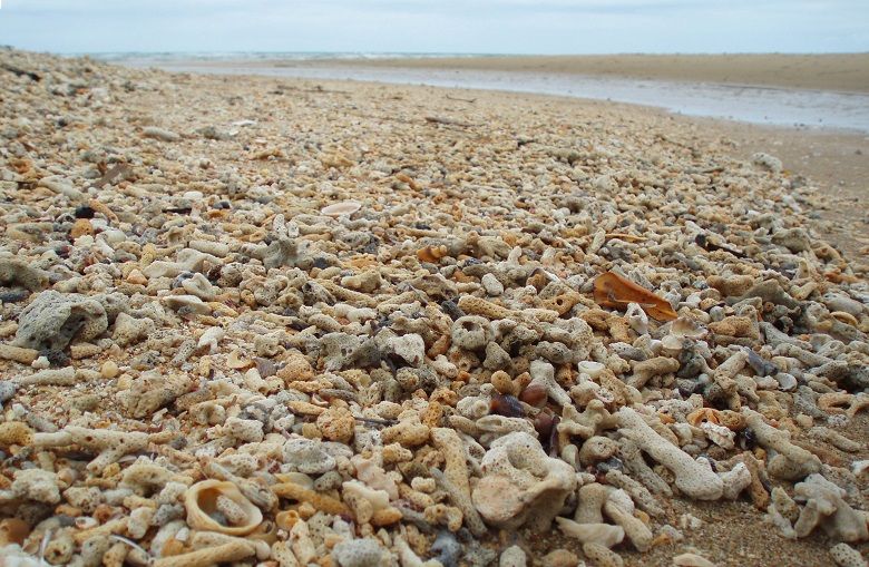 Australia’s Great Barrier Reef faces a “very poor” outlook due to climate change that caused “mass bleaching events” which wiped out coral and destroyed habitats for other sea life.