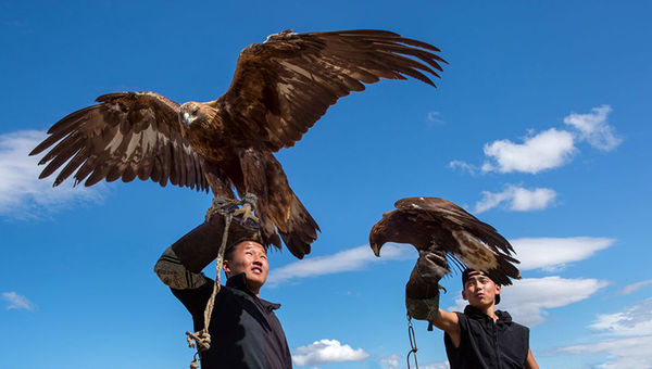Discover the lifestyle of Mongolian eagle hunters and witness their expertise in falconry.