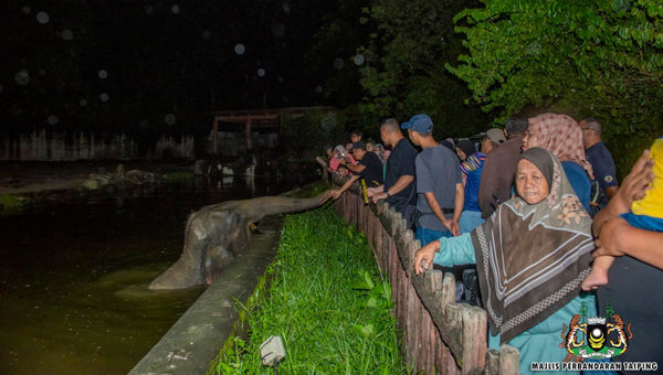 Nighttime elephant feeding session at Zoo Taiping Night Safari.