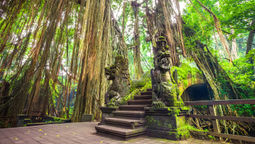Tourists ran for their lives as a massive branch crashed to the ground at the Ubud Monkey Forest.