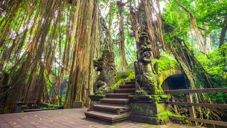 Tourists ran for their lives as a massive branch crashed to the ground at the Ubud Monkey Forest.