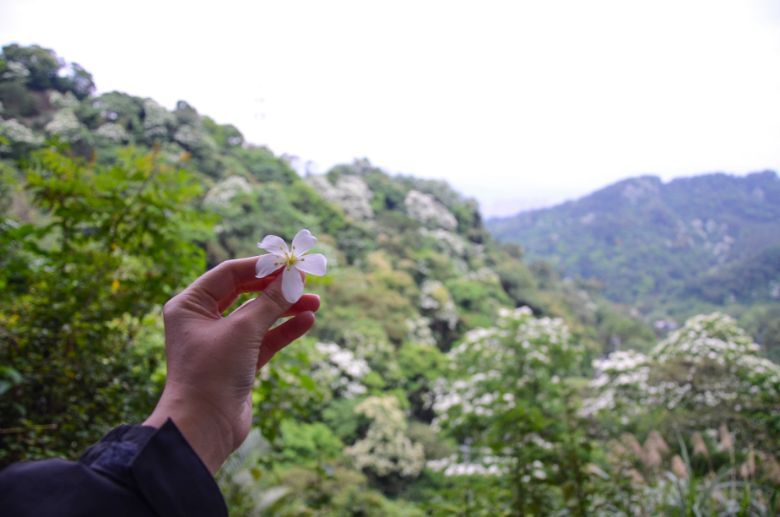 Taiwan’s annual ‘tung’ flower season is here and visitors can still head to several flower trails to enjoy the blossoms.