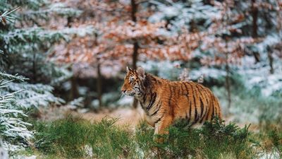 Many countries kicked off 2022 with wilder plans to reopen international travel.