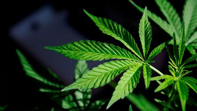 US states legalise recreational marijuana