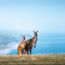 Tourism Australia subject of brutal audit
