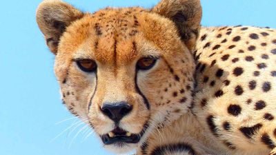 Cheetahs are popular pets in Dubai