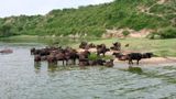 African buffalos at the Kazinga Channel in Uganda, which has two imported cases so far.