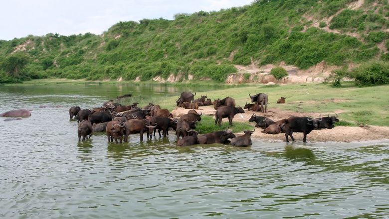 African buffalos at the Kazinga Channel in Uganda, which has two imported cases so far.