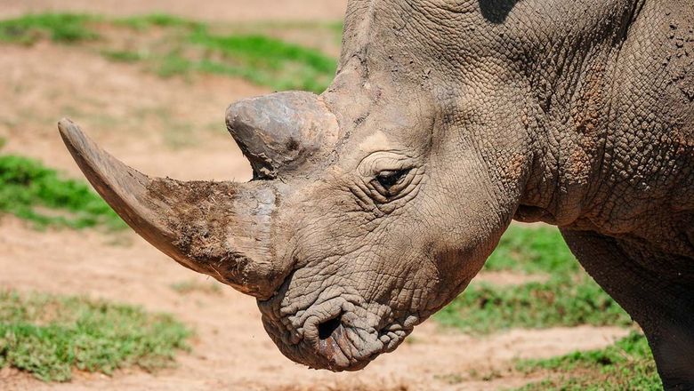 Rhino horn smugglers still targeting Bangkok