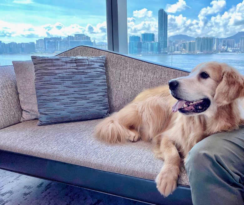 A sofa with a view for a pampered pet at the Hyatt Centric Victoria Harbour Hong Kong