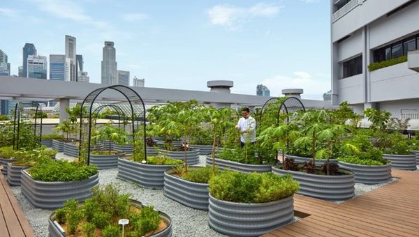 The hotel’s Urban Farm supplies 20% of the herbs and vegetables to all-day diner, Peppermint. The hotel’s Urban Farm supplies 20% of the herbs and vegetables to all-day diner, Peppermint.