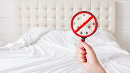 Properties can be independently verified for bed bug safety.