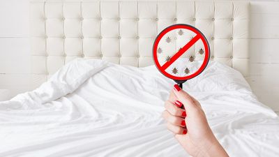 Properties can be independently verified for bed bug safety.