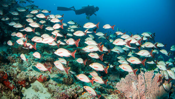 Nature within reach: Diving amongst the fishes offers active families a great setting to bond Nature within reach: Diving amongst the fishes offers active families a great setting to bond