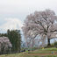 A stunning cherry blossom season without the crowds