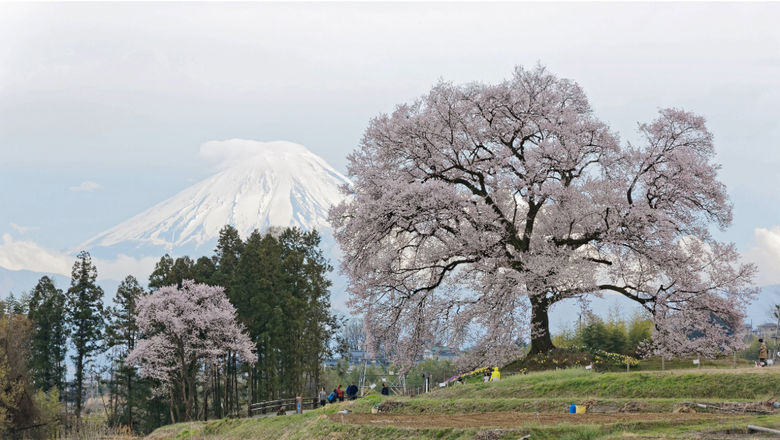 The Shishi-Iwa House trekking package features a visit to Wanitsuka Sakura, where guests can enjoy the cherry tree framed by Mount Fuji’s stunning backdrop.