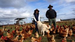 Happy chickens feed on the product from Hyatt Regency’s maggot farm.
