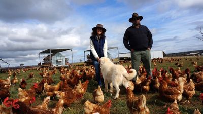 Happy chickens feed on the product from Hyatt Regency’s maggot farm.