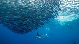 AndBeyond is offering an itinerary that incorporates South Africa's spectacular sardine run.