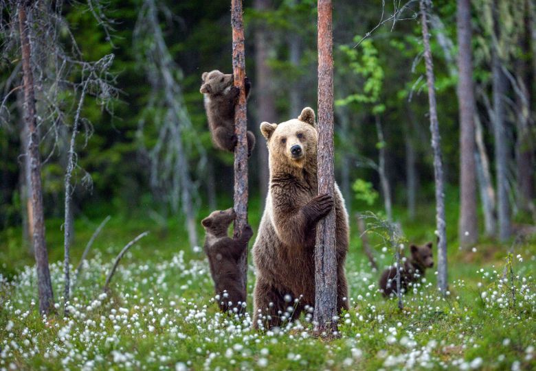 Finland has been ranked the world’s happiest nation for three years running.