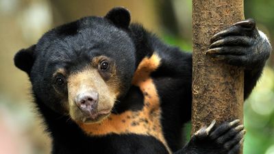 Tourism Malaysia has spotlighted a range of key locations countrywide to see the Malayan Sun Bear.