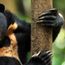 Meet Malaysia’s newest tourism star: Malayan Sun Bear