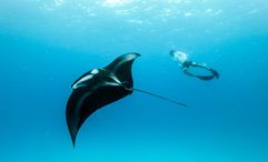 The Manta Retreat starts from US$10,950 for a single participant and US$15,250 for a couple.