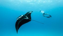 The Manta Retreat starts from US$10,950 for a single participant and US$15,250 for a couple.