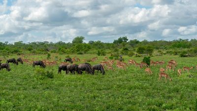 Taj Hotels will open three safari lodges in the Greater Kruger National Park.