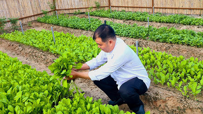 Parts of the Alma resort have been transformed into a nursery garden together with chicken farm.