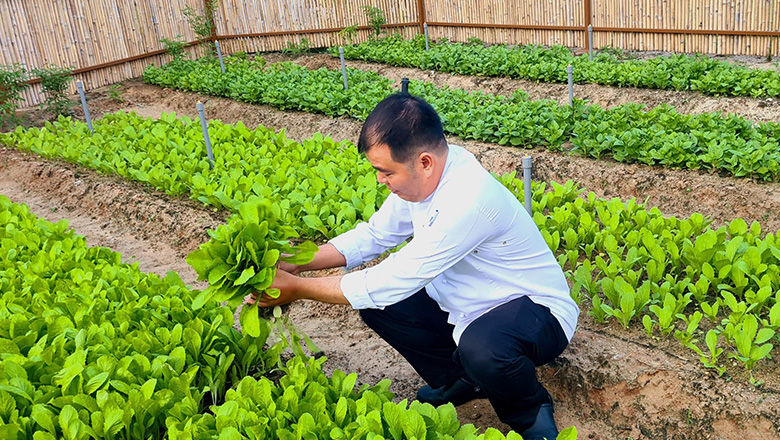 Parts of the Alma resort have been transformed into a nursery garden together with chicken farm.