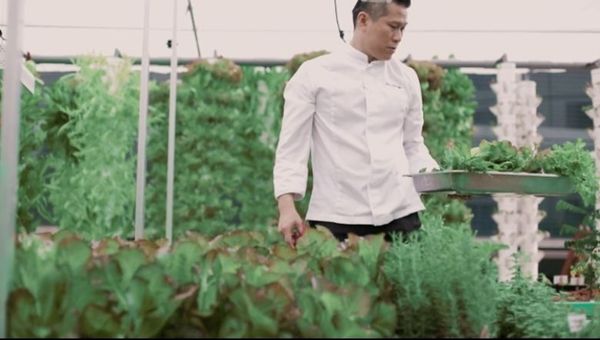 The industry's first urban aquaponics farm at Fairmont Singapore and Swissôtel The Stamford unveiled October 2020.
